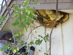 0291kbee removal, willie the bee man, bees,swarm