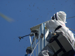 0327kodak06.jpgbee removal, willie the bee man, bees,swarm