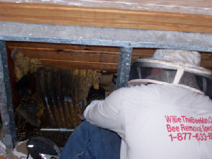 bee removal, willie the bee man, bees,swarm