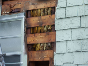 bee removal, willie the bee man, bees,swarm