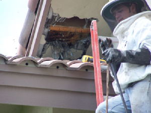 bee removal, willie the bee man, bees,swarm