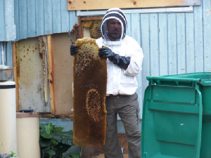 bee removal, willie the bee man, bees,swarm