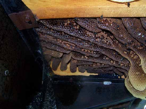 bee removal, willie the bee man, bees,swarm