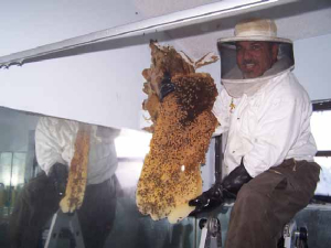 bee removal, willie the bee man, bees,swarm