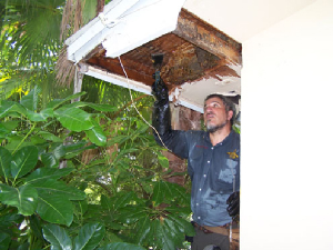 bee removal, willie the bee man, bees,swarm