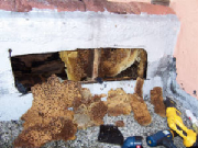 beeremovalinparapet.jpg