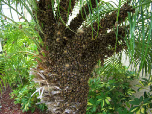 bee removal, bees, Willie the bee man, swarms