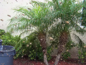 bee removal, willie the bee man, bees,swarm