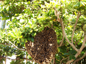 bee removal, bees, Willie the bee man, swarms