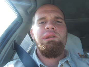 bee removal, willie the bee man, bees,swarm