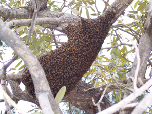 bee removal, willie the bee man, bees,swarm