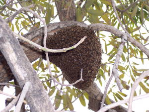  willie the bee man, bees,swarm