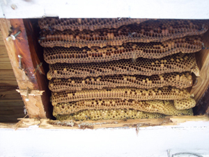soffit180421.jpg